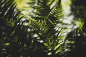 originale verde felce le foglie su un' buio sfondo nel il foresta su un' estate giorno foto