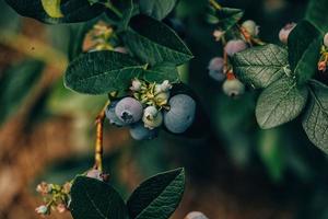 ecologico americano mirtillo su il cespuglio nel il giardino foto