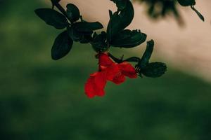 rosso Melograno fiore su un' albero nel il giardino su un' primavera giorno contro un' verde sfondo foto