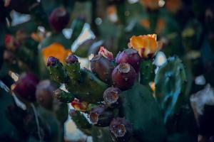 arancia spinoso Pera fiore su un' cactus nel un' giardino su un' buio verde sfondo foto
