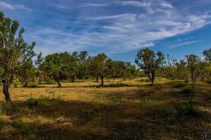 estate paesaggio di aragona Spagna su un' caldo soleggiato albero giorno foto