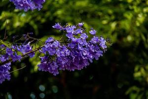 viola jacaranda fiore mimosifolia su un' albero su un' primavera giorno foto