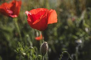 selvaggio rosso papaveri su un' primavera prato nel caldo luce del sole foto