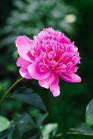 bellissimo rosa fiori di il erbaceo peonia nel estate nel il giardino foto