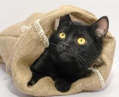 gatto nero in una borsa