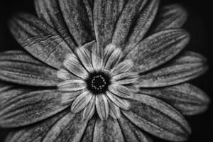 delicato fiori nel il sole nel il giardino su un' caldo giorno foto