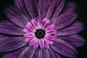 delicato fiori nel il sole nel il giardino su un' caldo giorno foto