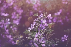 viola primavera fiori con bokeh nel caldo sole foto