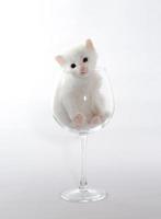 gattino bianco in un bicchiere foto