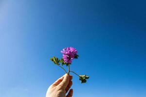 poco viola fiore tenuto nel il mano su il sfondo foto