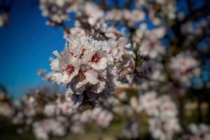 fioritura frutta albero con bianca fiori su un' soleggiato primavera giorno foto