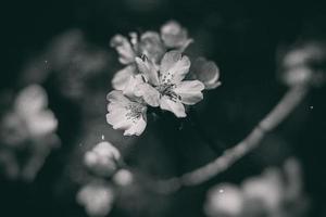 fioritura frutta albero con bianca fiori su un' soleggiato primavera giorno foto