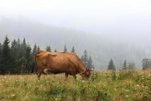 una mucca rossa pascola in un prato estivo con le montagne sullo sfondo. anno del toro. fattoria rurale in montagna. bestiame al pascolo