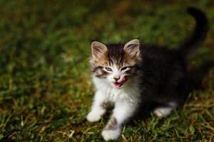 piccolo gattino increspato si lava la faccia sull'erba del giardino. giornata di sole primaverile. foto