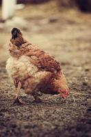 ritratto di pollo marrone in piedi sul terreno. pollo che mangia erba su un prato nel cortile in estate foto