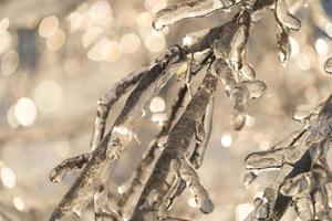 rami e rami degli alberi coperti di ghiaccioli foto