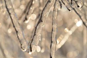 rami e rami degli alberi coperti di ghiaccioli foto