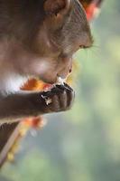 triste e Affamato asiatico scimmia guardare a nel mano alcuni riso grano.jpg foto
