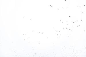sfondo gregge di nero uccelli nel il cielo isolato struttura per opera d'arte foto