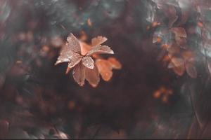 Marrone autunno le foglie con piccolo acqua gocce con bokeh foto