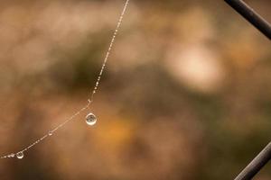 poco delicato acqua gocce su un' ragno ragnatela nel avvicinamento su un' nebbioso giorno foto