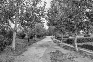 autunno vicolo con alberi nel un' parco nel saragozza Spagna foto