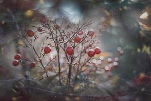 rosso ornamentale frutta su il vite nel autunno giorno nel tramonto e bokeh leggero foto