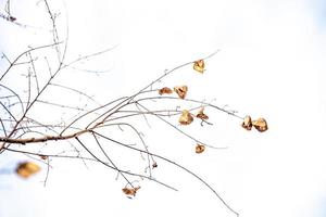 delicato d'oro autunno foglia su un' leggero sfondo nel minimalismo avvicinamento foto