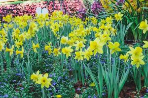 fioritura di giallo Narciso fiori, selezionare messa a fuoco. foto