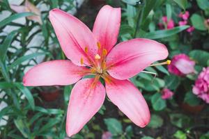 bellissimo rosa giglio fiore nel botanico giardino floreale decorazione foto