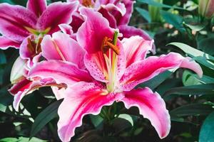 bellissimo rosa giglio fiore nel botanico giardino floreale decorazione foto