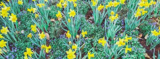 fioritura di giallo Narciso fiori, selezionare messa a fuoco. foto