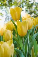 bellissimo giallo tulipani nel un' floreale giardino . Selezionare messa a fuoco foto