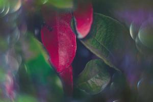 magico autunno verde e rosso le foglie con bokeh nel avvicinamento foto