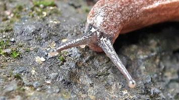 macro foto di un' piccolo lumaca su il terra mangiare muschio