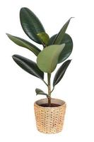 pianta d'appartamento - ficus, pianta della gomma, in vaso di vimini isolato su sfondo bianco