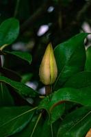 bianca magnolia contro il fondale di verde le foglie su un' albero su un' caldo piovoso giorno foto