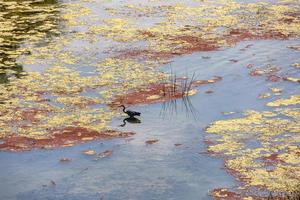 paesaggio sfondo di il ebro fiume nel Spagna con uccelli su un' estate giorno foto