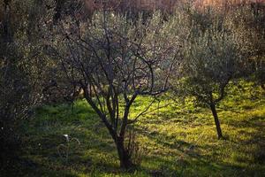 il risveglio della natura in primavera. foto