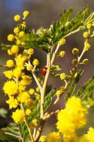 albero di mimosa in un campo foto