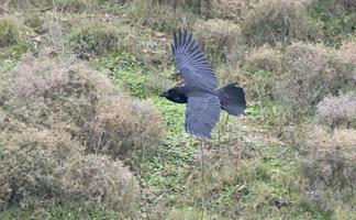 corvo - corvus corax, creta foto