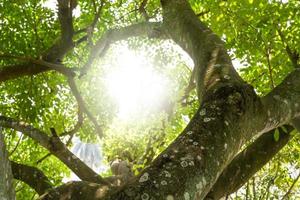 verde albero nel tropicale giardino. fresco ambiente nel parco. verde pianta dare ossigeno nel estate giardino. verde albero su soleggiato giorno. albero per vendita carbonio credito. naturale carbonio lavello. mondo ambiente giorno. foto