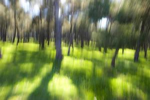 astratto movimento sfocatura foresta nel un' soleggiato giorno foto