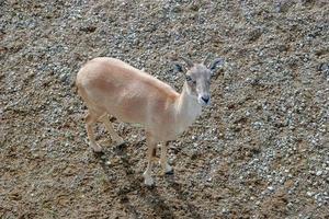 un' giovane ragazzo sta su il terra e sembra a il telecamera. poco corna. Marrone cappotto. foto