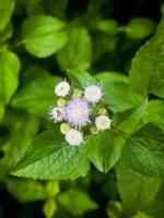 bellissimo bianca e viola fiore foto