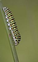 coda forcuta - papilio machaon larva, grecia