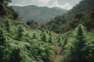 montagna marijuana piantagione, canapa all'aperto in crescita generativo ai foto