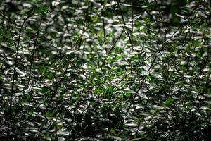 verde cespuglio nel il sole la creazione di un interessante estate astratto sfondo foto