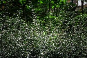 verde cespuglio nel il sole la creazione di un interessante estate astratto sfondo foto