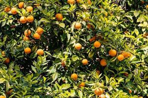 manaryn albero con arancia frutta contro il sfondo di erba le foglie foto